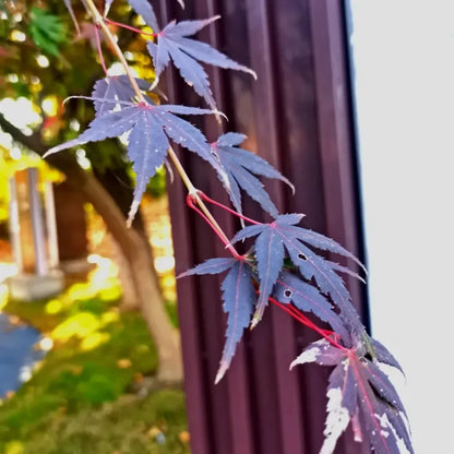 Purple-Leaf Red Maple Seeds
