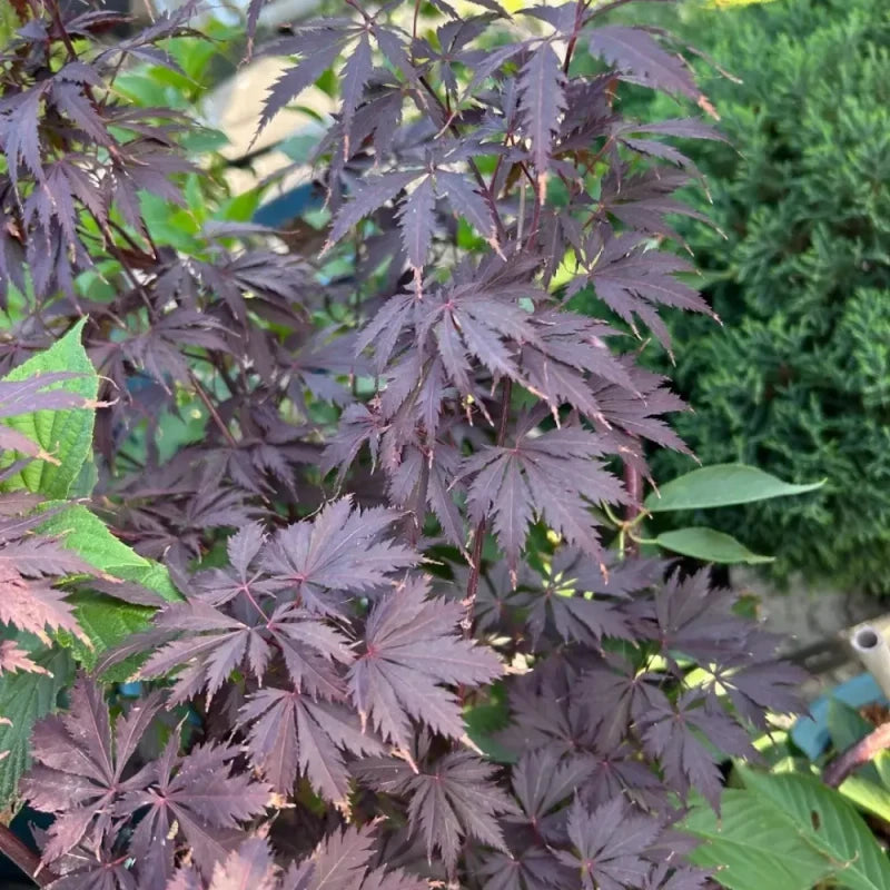 Purple-Leaf Red Maple Seeds