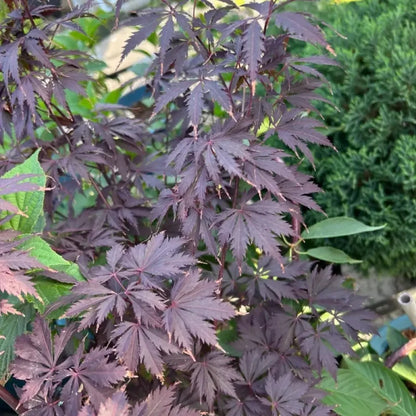 Purple-Leaf Red Maple Seeds