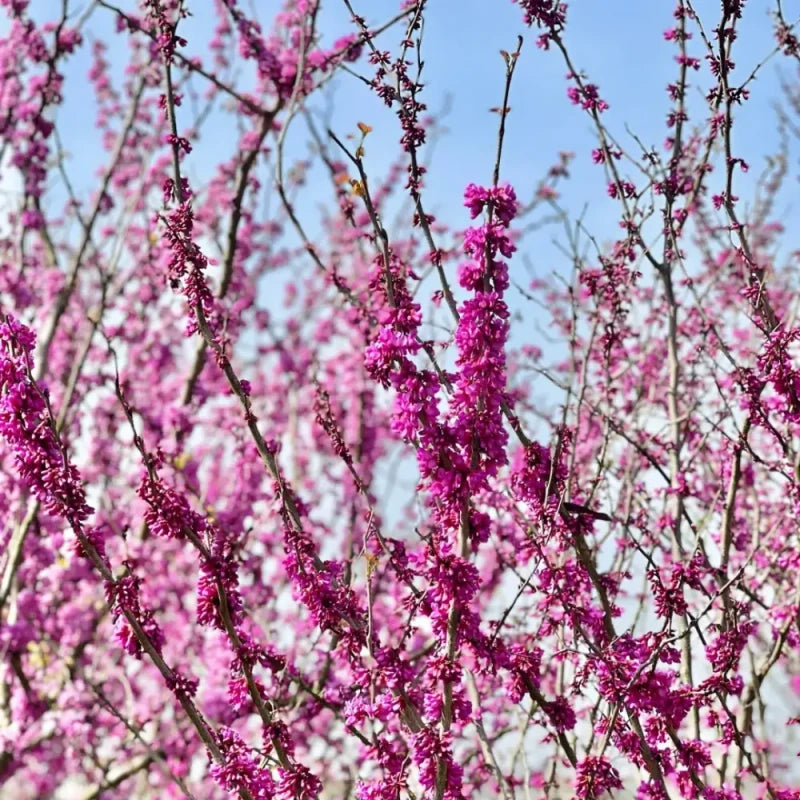 Chinese Redbud Seeds
