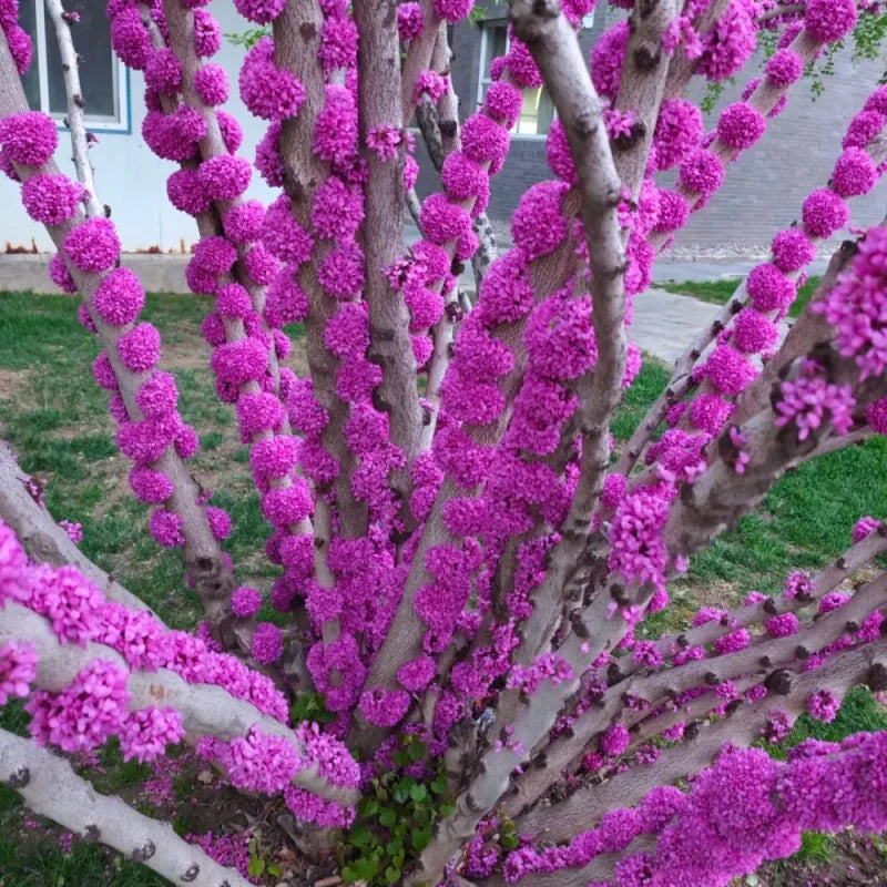 Chinese Redbud Seeds
