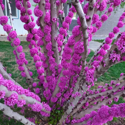 Chinese Redbud Seeds