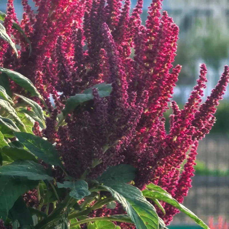 American Grain Amaranth Seeds