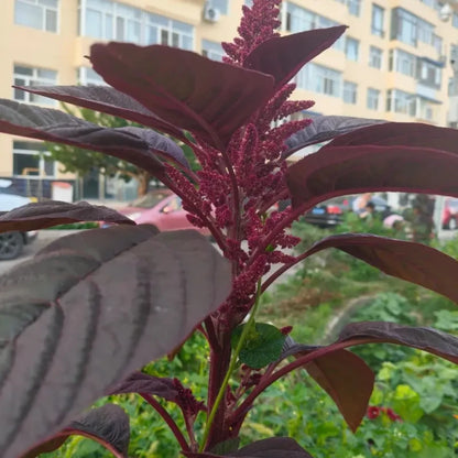 American Grain Amaranth Seeds