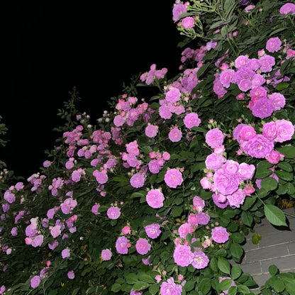 Purple Climbing Rose Seeds