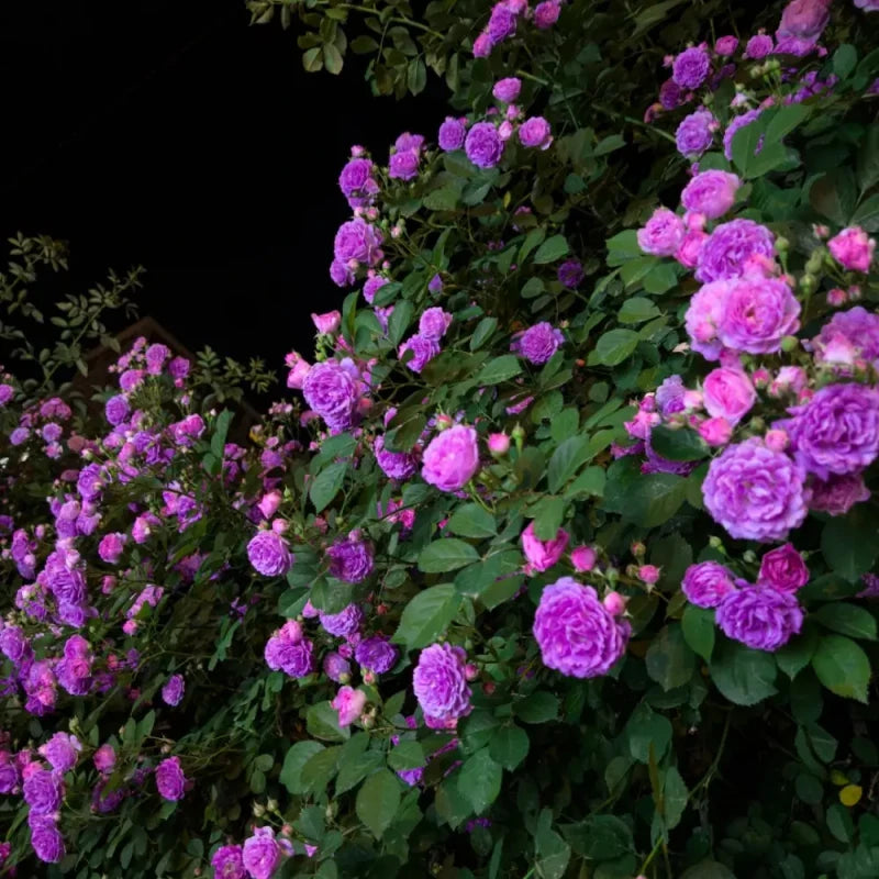 Purple Climbing Rose Seeds