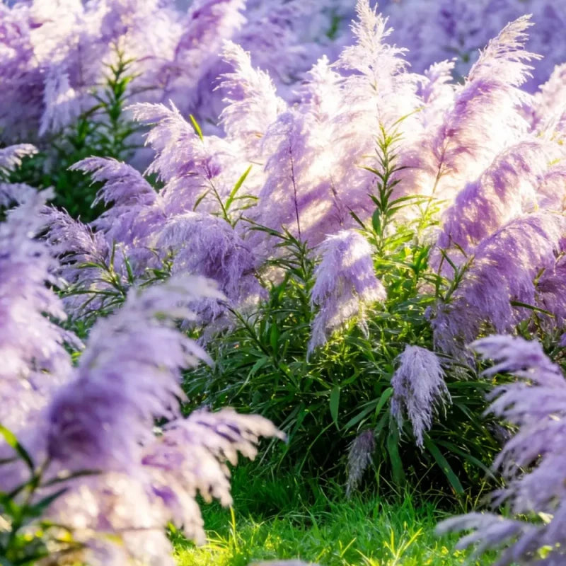 Purple Pampas Grass Seeds