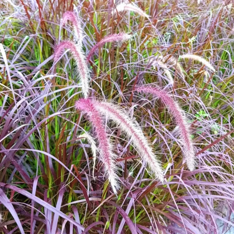 Purple Plume Fountain Grass Seeds