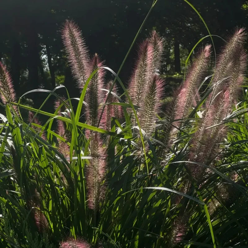 Purple Plume Fountain Grass Seeds