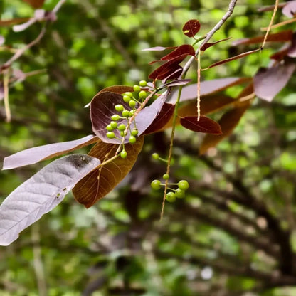 Purpleleaf Bird Cherry Seeds
