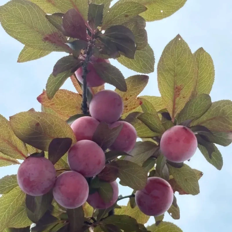 Purpleleaf Plum Seeds