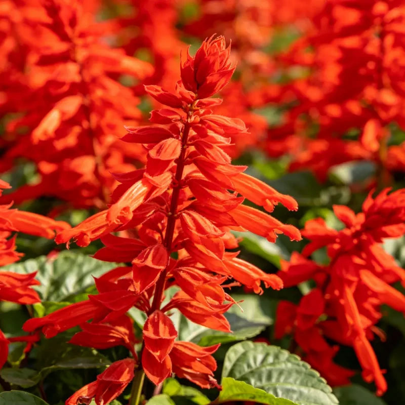 Scarlet Sage Seeds