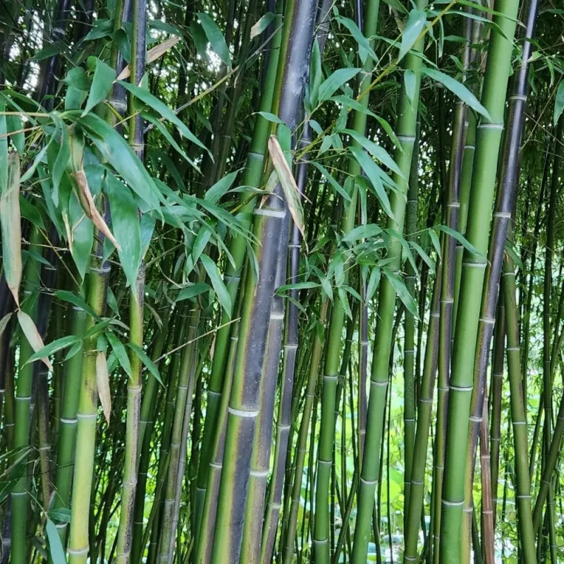 Black Bamboo Seeds