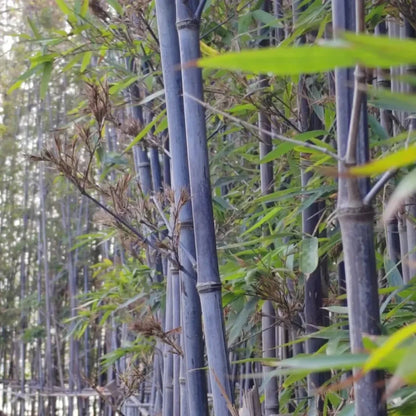 Black Bamboo Seeds