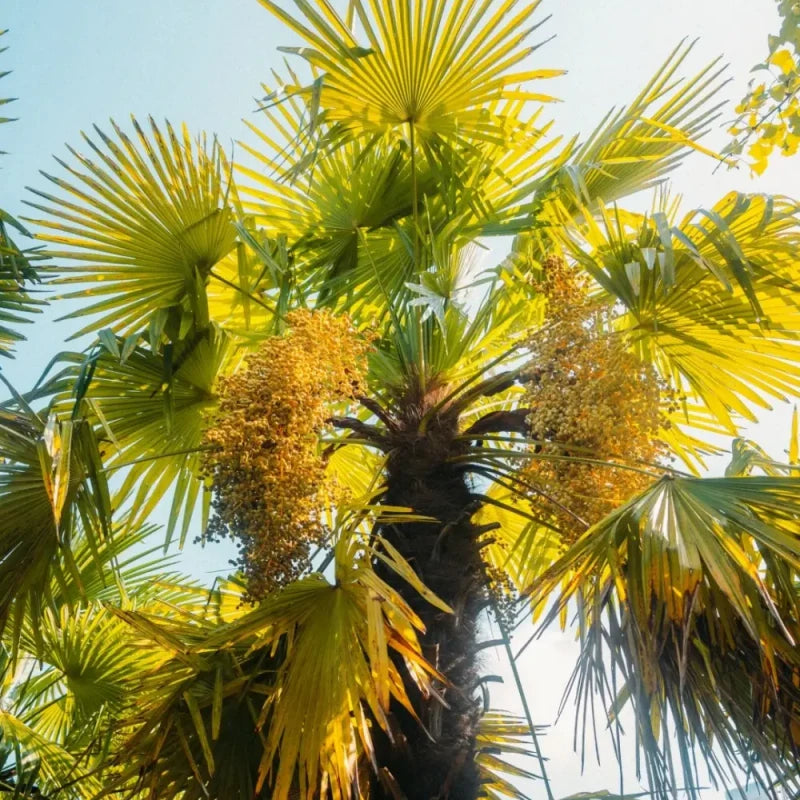 Palm Seeds