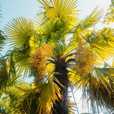 Palm Seeds