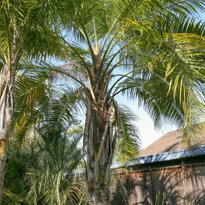 Palm Seeds