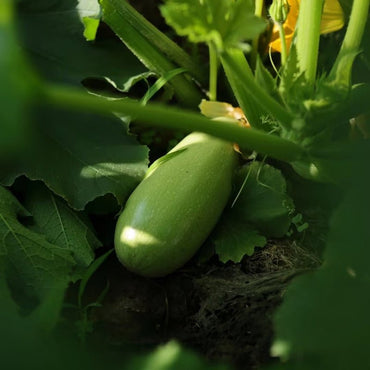 Zucchini Seeds - Verdseeds