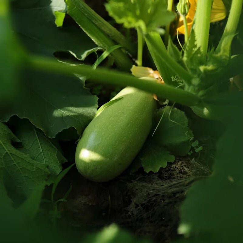 Zucchini Seeds