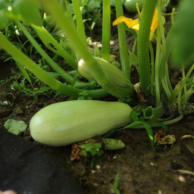 Zucchini Seeds - Verdseeds