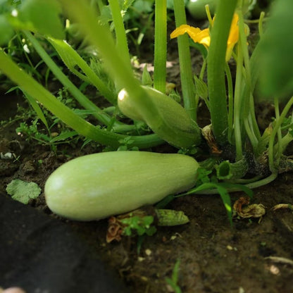 Zucchini Seeds - Verdseeds