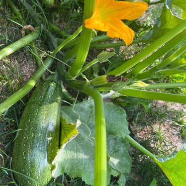 Zucchini Seeds - Verdseeds